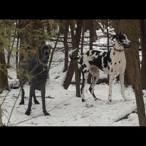 Meet your Posher, Frank